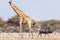 Giraffe and Blue Wildebeest walking in the bush. Wildlife Safari in the Etosha National Park, famous travel destination in Namibia