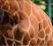 Giraffe body close up