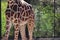 Giraffe body outside in zoo in Stuttgart in germany