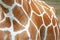 Giraffe body pattern