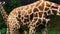 Giraffe body pattern up close