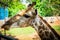 Giraffe at Bonanza Exotic Zoo in Thailand