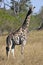 Giraffe - Botswana