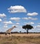 Giraffe - Botswana