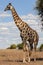 Giraffe - Botswana - Africa