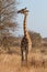 Giraffe Browsing