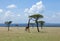 Giraffe browsing on Acacia on the Masai Mara