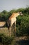 Giraffe browsing on a bush