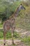 Giraffe browsing on thorny tree branches, Serenget