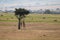 Giraffe browsing tree near gazelle and zebra