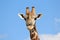 Giraffe Bull - Blue Skies and African Air