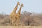 Giraffe Bull - Wildlife Background from Africa - Brother Pose