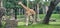Giraffe Busch Gardens