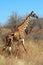 Giraffe in bushy savanna