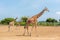 Giraffe at Calauit Island Game Preserve and Wildlife Sanctuary