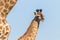 Giraffe Calf Wildlife Animals