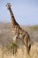 Giraffe camelopardalis