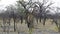 Giraffe camelopardalis in Etosha, Africa safari wildlife