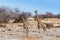 Giraffe camelopardalis near waterhole, Namibia