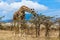 Giraffe (camelopardalis) at the Serengeti national park, Tanzania. Wildlife photo