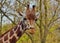 Giraffe camelopardalis - young giraffe