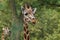 Giraffe camelopardalis - young giraffe in zoo