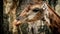 Giraffe Chewing Closeup