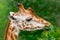 Giraffe chewing green branch