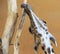 Giraffe chews branch.