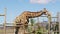 The giraffe chews the grass. Curious giraffe on the background sky.