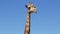 The giraffe chews the grass. Curious giraffe on the background sky.