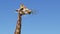 The giraffe chews the grass. Curious giraffe on the background sky.