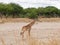 Giraffe close-u on Tarangiri safari - Ngorongoro