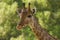 Giraffe close up