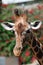 Giraffe close up