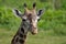 Giraffe close-up, Arusha NP, Tanzania