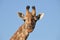 Giraffe close-up, Botswana