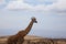 Giraffe close up. Ngorongoro Conservation Area crater, Tanzania