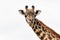 Giraffe close up photo at The Nairobi National Park, Kenya Africa