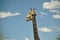 Giraffe close up at Pilanesberg National Park,