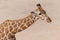 A giraffe close up in the sand