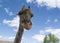 Giraffe close up in South Africa