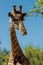 Giraffe closeup