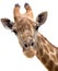 Giraffe closeup