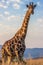 Giraffe closeup with blue sky