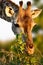 Giraffe closeup feeding on mopane veld