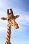 Giraffe closeup portrait