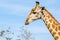 Giraffe closeup portrait, Kruger Park, South Africa