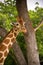 Giraffe closeup among the trees