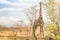 Giraffe comouflaging behind trees at safari park